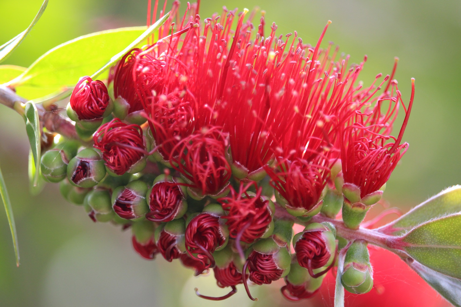 5 Reasons Why You Should Be Growing Native Plants PLANTS WHITSUNDAY