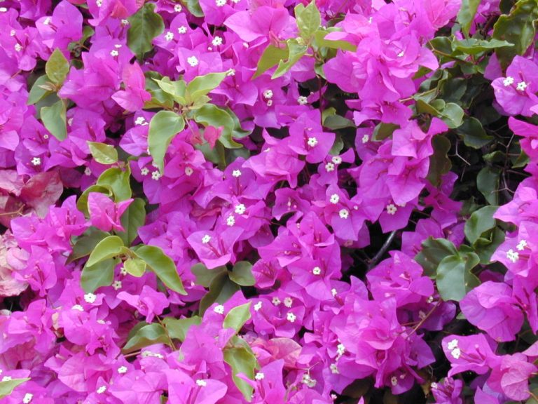 Bougainvillea Buttiana | PLANTS WHITSUNDAY