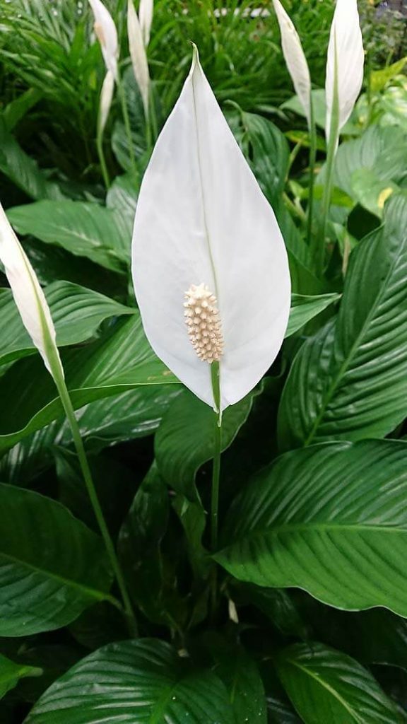 Spathiphyllum peace lily | PLANTS WHITSUNDAY